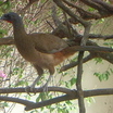 Rufous-vented Chachalaca